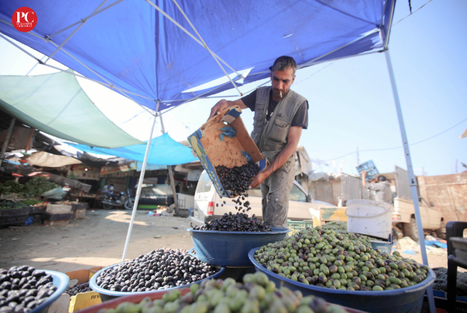 ‘Destructive Impact’ – Israeli War Destroys 75% of Olive Trees in Gaza