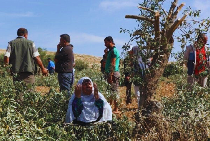 ‘I Miraculously Survived’: A Farmer’s Story amid Rising Settler Violence